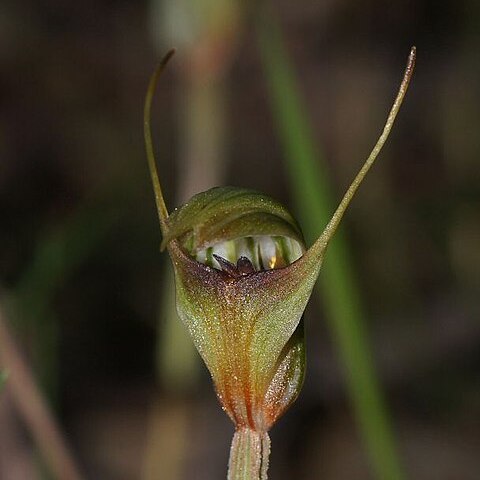 Pterostylis concinna unspecified picture