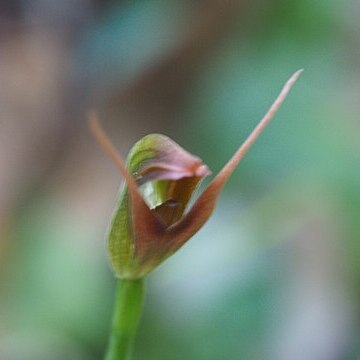 Pterostylis hildae unspecified picture