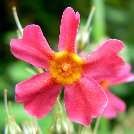 Primula mollis unspecified picture