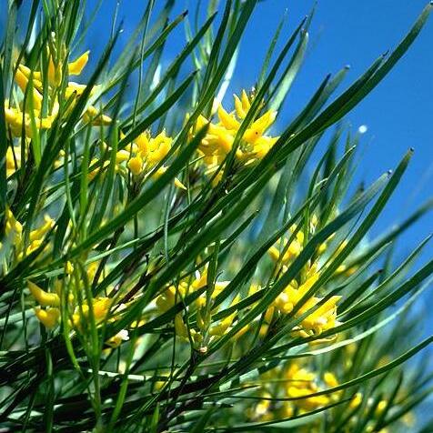 Persoonia stricta unspecified picture