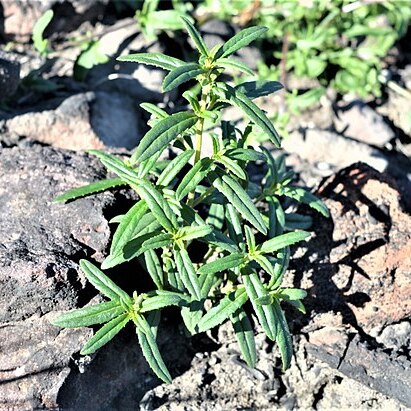 Prostanthera tallowa unspecified picture