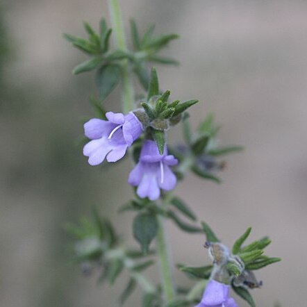 Prostanthera granitica unspecified picture