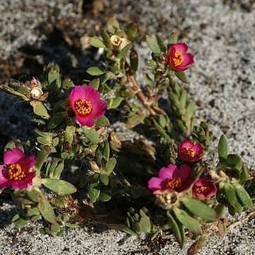 Portulaca unspecified picture