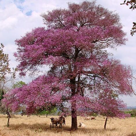 Physocalymma unspecified picture