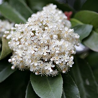 Photinia unspecified picture