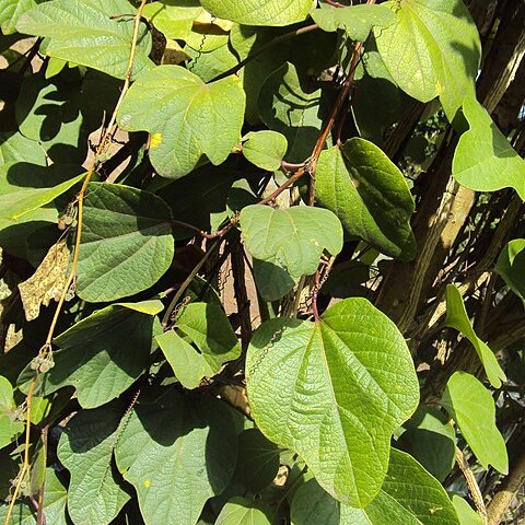 Passiflora apoda unspecified picture