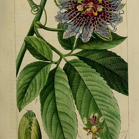 Passiflora pedata unspecified picture