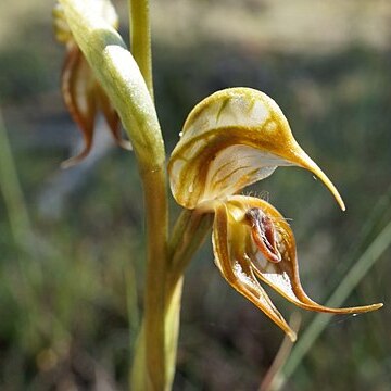 Pterostylis hamata unspecified picture