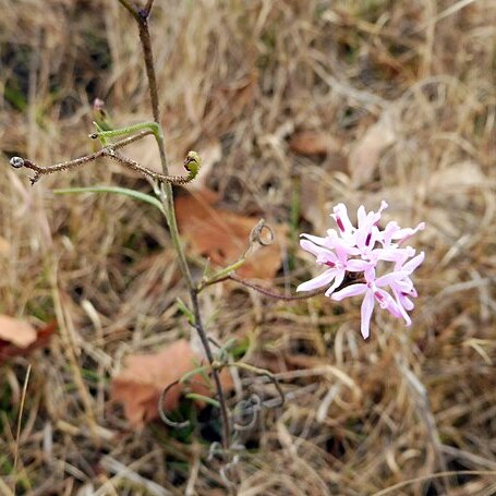 Palafoxia callosa unspecified picture