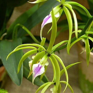 Prosthechea ionocentra unspecified picture