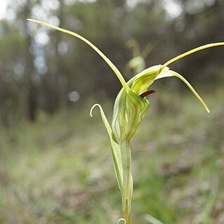 Pterostylis laxa unspecified picture