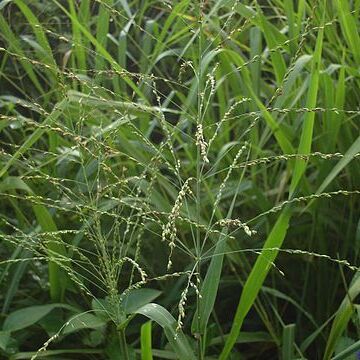 Panicum maximum unspecified picture