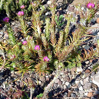 Portulaca elatior unspecified picture