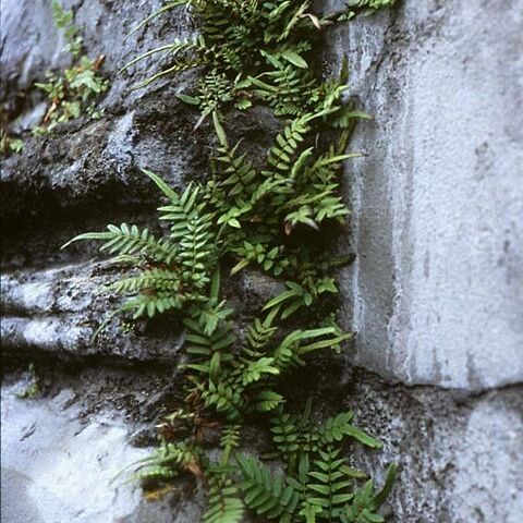 Pteris unspecified picture