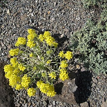 Physaria didymocarpa unspecified picture