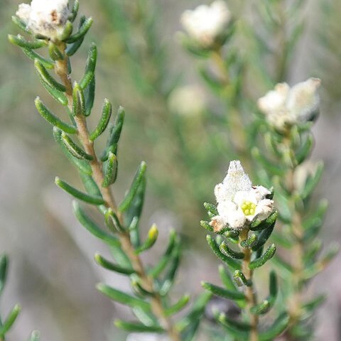 Phylica lasiocarpa unspecified picture