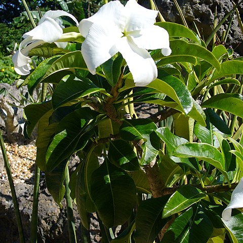 Pachypodium decaryi unspecified picture