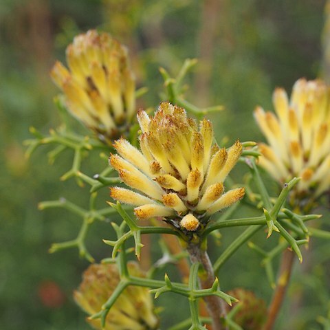 Petrophile rigida unspecified picture