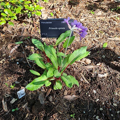 Primula optata unspecified picture