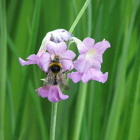 Primula alpicola unspecified picture