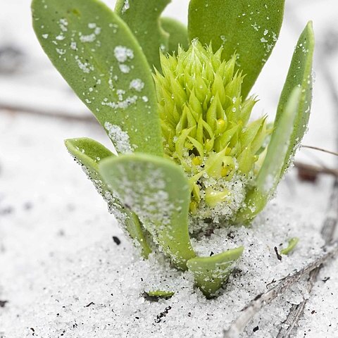 Polygala smallii unspecified picture