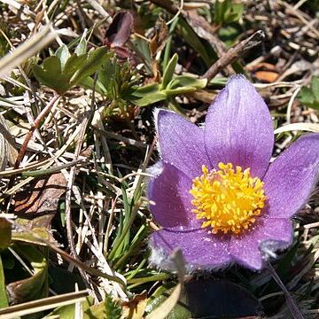 Pulsatilla halleri unspecified picture