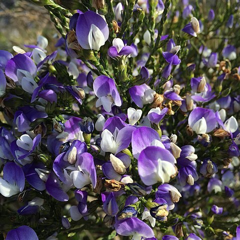 Psoralea aphylla unspecified picture