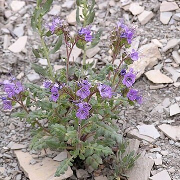 Phacelia argillacea unspecified picture