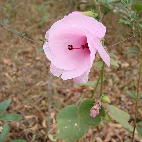 Pavonia grandiflora unspecified picture