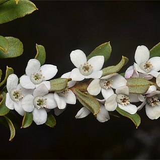 Philotheca virgata unspecified picture