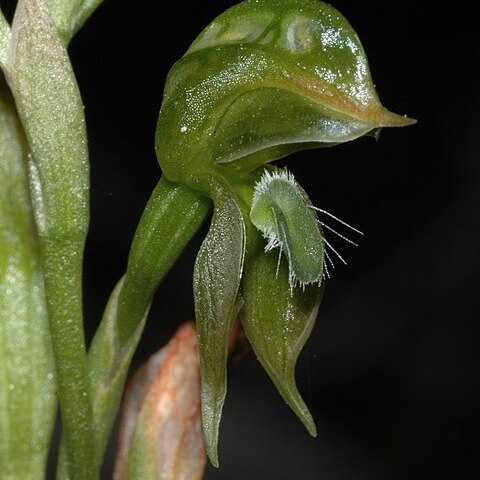 Pterostylis squamata unspecified picture