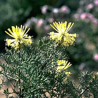 Petrophile divaricata unspecified picture