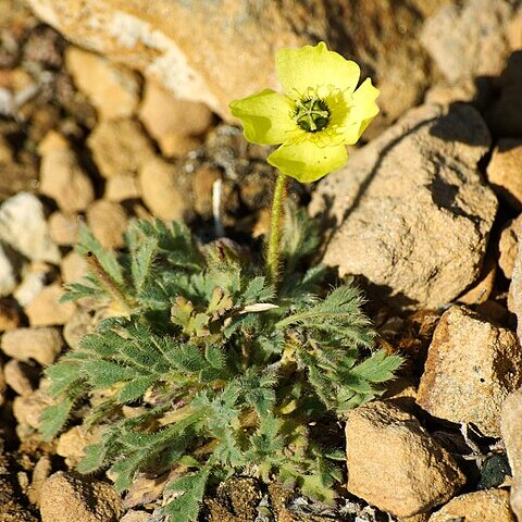 Papaver radicatum unspecified picture