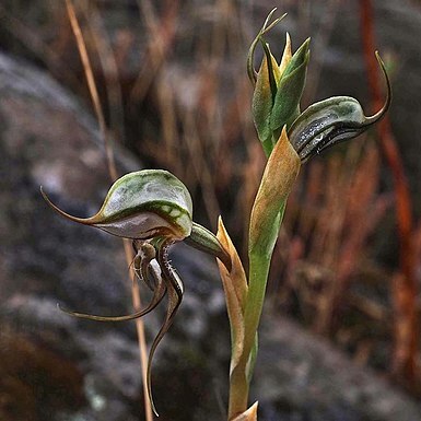 Pterostylis basaltica unspecified picture