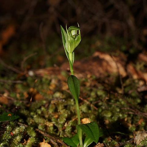 Pterostylis scabrida unspecified picture