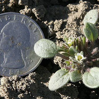 Phacelia submutica unspecified picture