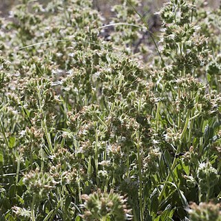 Phacelia corymbosa unspecified picture