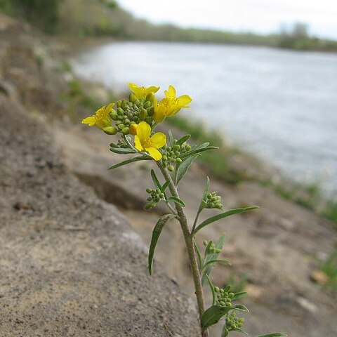 Physaria globosa (desv.) o'kane unspecified picture