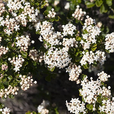 Pomaderris obcordata unspecified picture