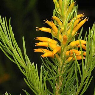 Persoonia acerosa unspecified picture