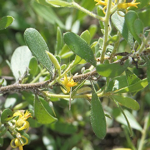 Persoonia sericea unspecified picture