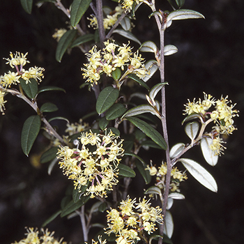 Pomaderris parrisiae unspecified picture