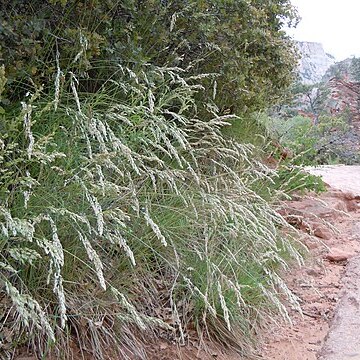 Poa fendleriana unspecified picture