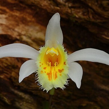 Pleione grandiflora unspecified picture