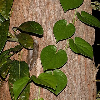 Piper hederaceum unspecified picture