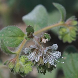 Phacelia grisea unspecified picture