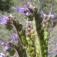 Phacelia serrata unspecified picture