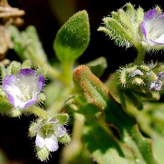 Phacelia curvipes unspecified picture