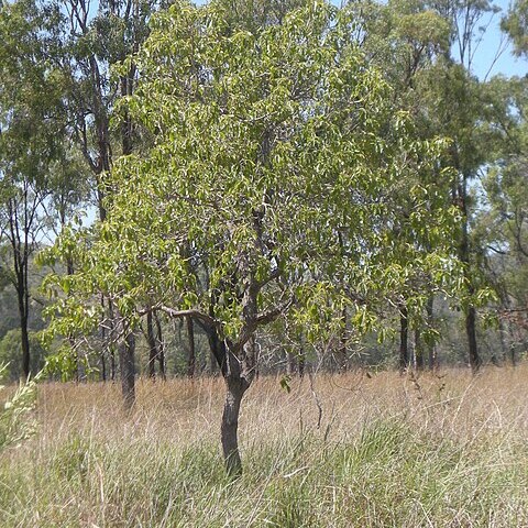 Planchonia careya unspecified picture