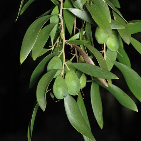 Persoonia amaliae unspecified picture